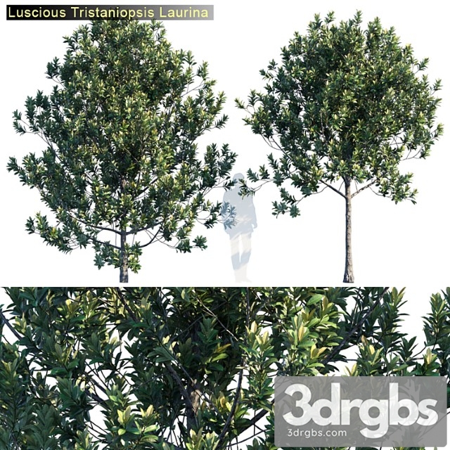 Tristanopsis Laurina 2 3dsmax Download - thumbnail 1