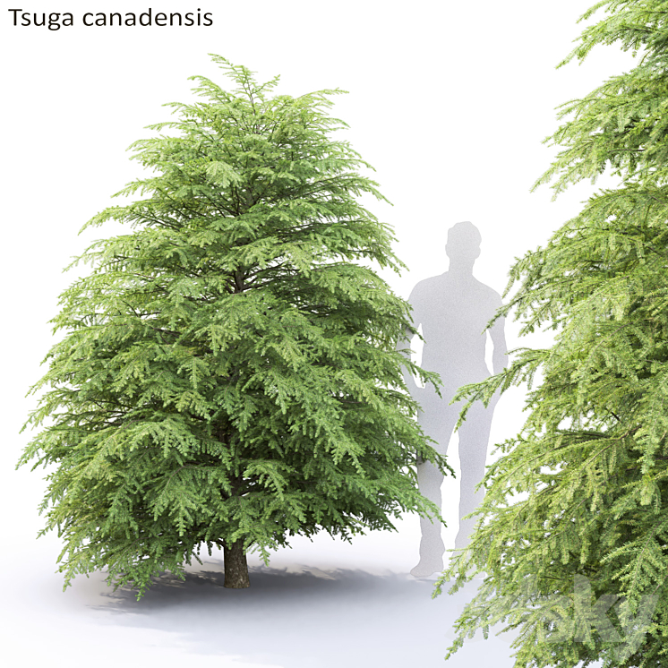 Tsuga Canadian | Tsuga canadensis # 1 3DS Max - thumbnail 1