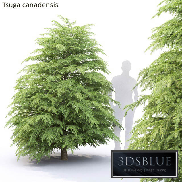 Tsuga Canadian | Tsuga canadensis # 1 3DS Max - thumbnail 3