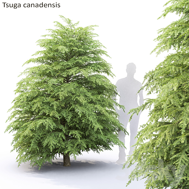 Tsuga Canadian | Tsuga canadensis # 1 3DSMax File - thumbnail 1