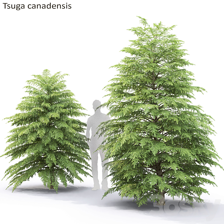 Tsuga Canadian | Tsuga canadensis # 2 3DS Max - thumbnail 1