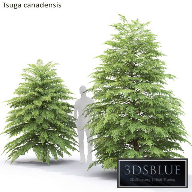 Tsuga Canadian | Tsuga canadensis # 2 3DS Max - thumbnail 3