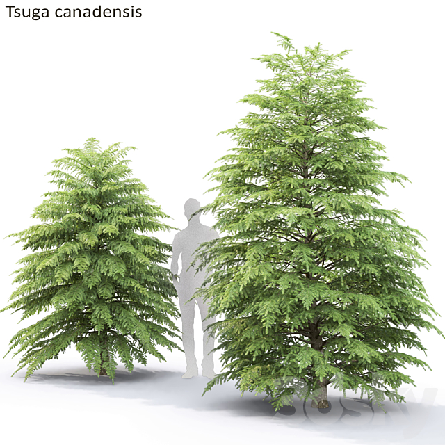 Tsuga Canadian | Tsuga canadensis # 2 3DSMax File - thumbnail 1