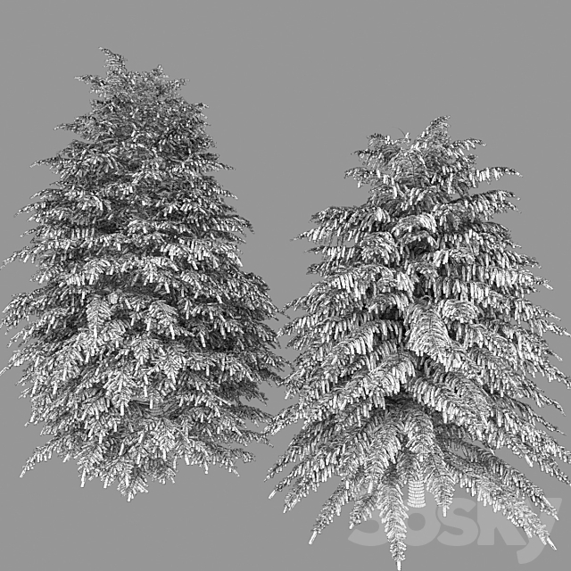 Tsuga Canadian | Tsuga canadensis # 2 3DSMax File - thumbnail 3