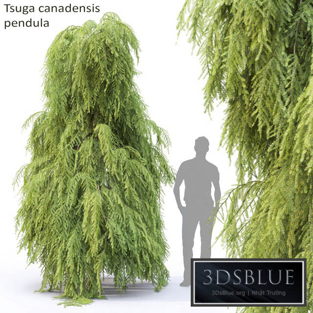 Tsuga Canadian | Tsuga canadensis pendula # 2 3DS Max - thumbnail 3