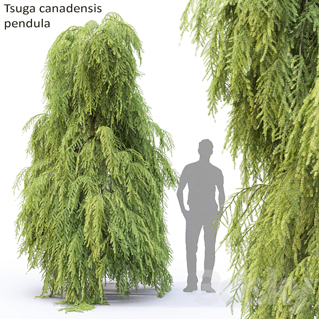 Tsuga Canadian | Tsuga canadensis pendula # 2 3DSMax File - thumbnail 1