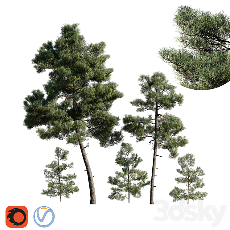 Turkish Pine (Calabrian) Pinus brutia Set 3DS Max - thumbnail 1