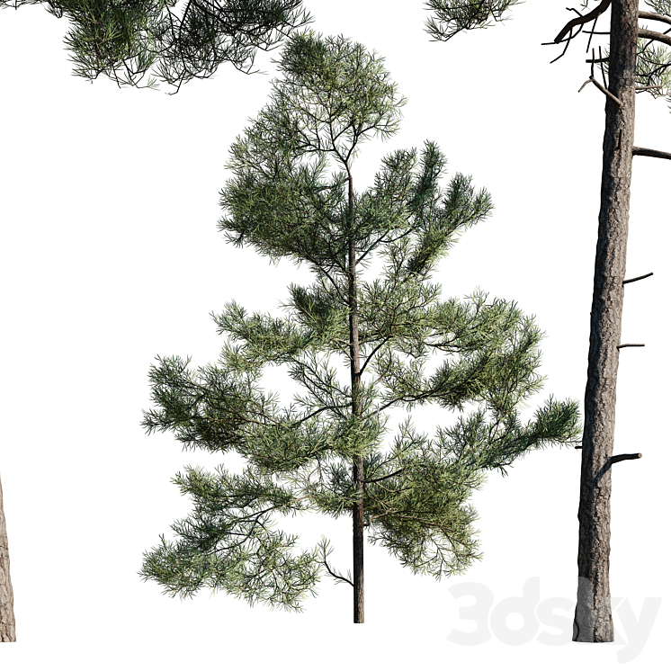 Turkish Pine (Calabrian) Pinus brutia Set 3DS Max - thumbnail 2