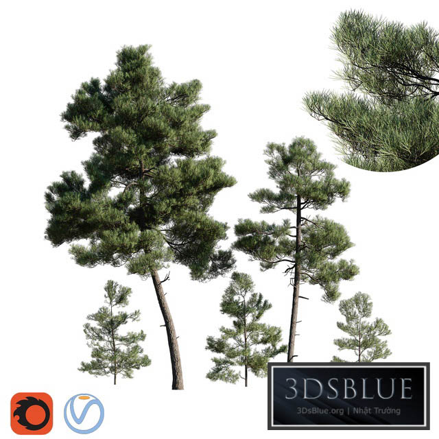 Turkish Pine (Calabrian) Pinus brutia Set 3DS Max - thumbnail 3