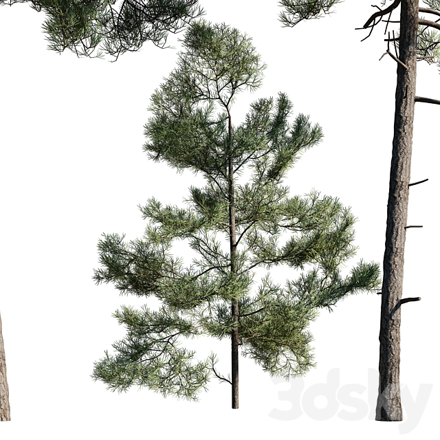 Turkish Pine (Calabrian) Pinus brutia Set 3DS Max Model - thumbnail 2