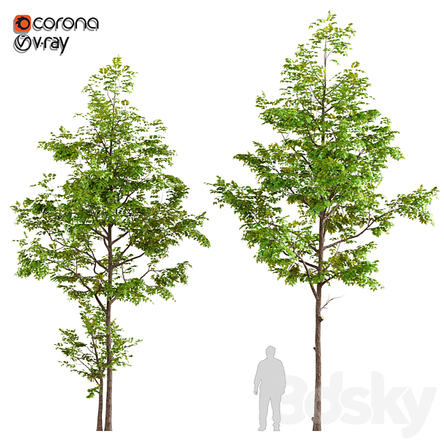 Two ash tree 3DSMax File - thumbnail 1