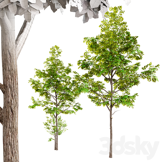 Two ash tree 3DSMax File - thumbnail 2