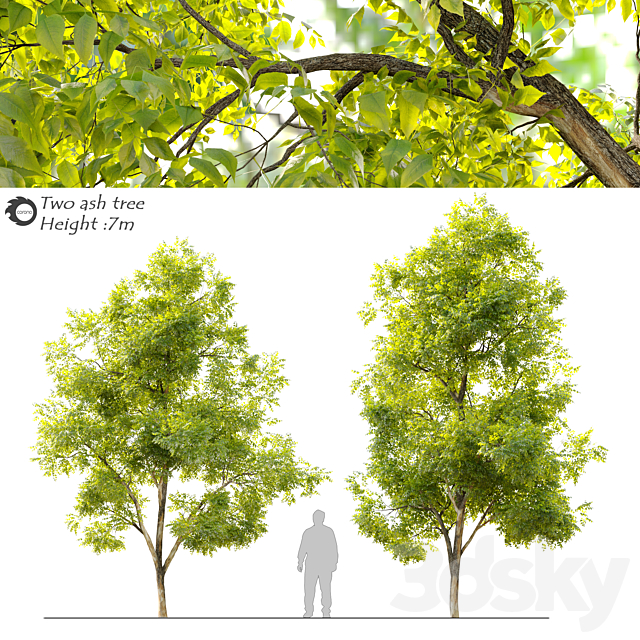 Two ash tree_2 3ds Max - thumbnail 1