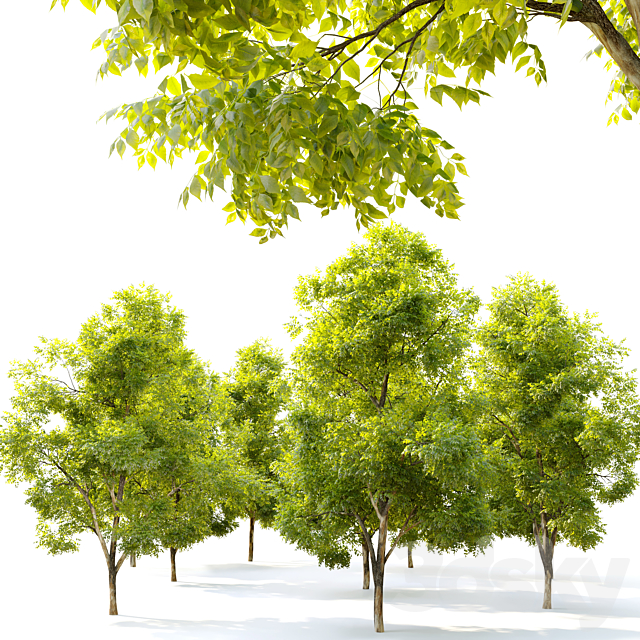 Two ash tree_2 3ds Max - thumbnail 2