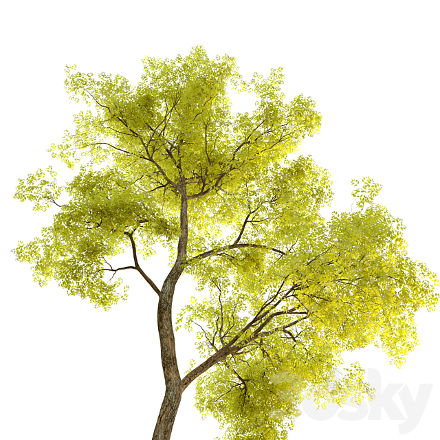 Two locust tree 3DS Max Model - thumbnail 2