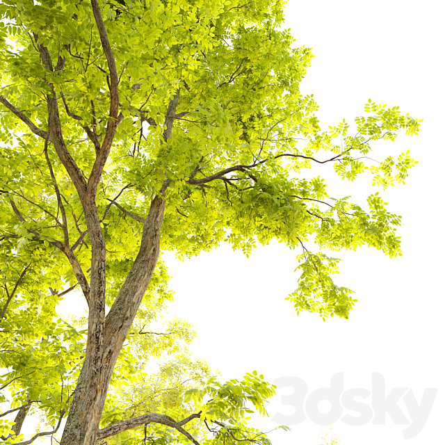 Two locust tree 3DS Max Model - thumbnail 3