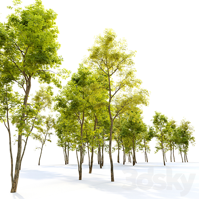 Two locust tree 3DS Max Model - thumbnail 4