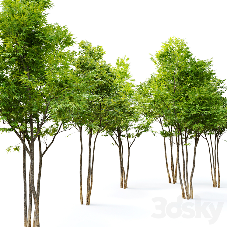 Two maple tree 3DS Max - thumbnail 2