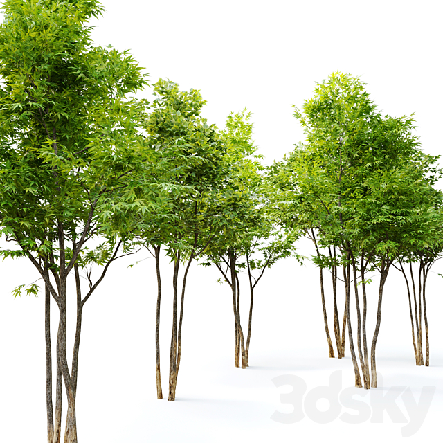 Two maple tree 3DSMax File - thumbnail 2