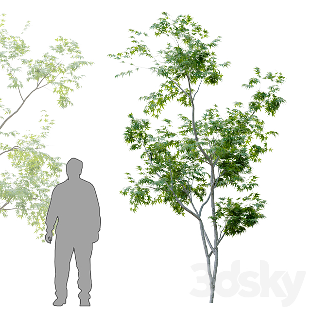 Two young trees 3DSMax File - thumbnail 4