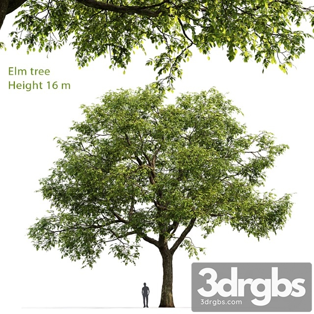 Ulmus 1 3dsmax Download - thumbnail 1