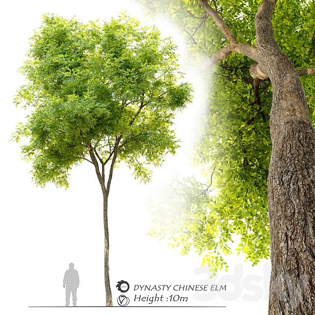 Ulmus parvifolia dynasty (Dynasty chinese elm) 3ds Max - thumbnail 1