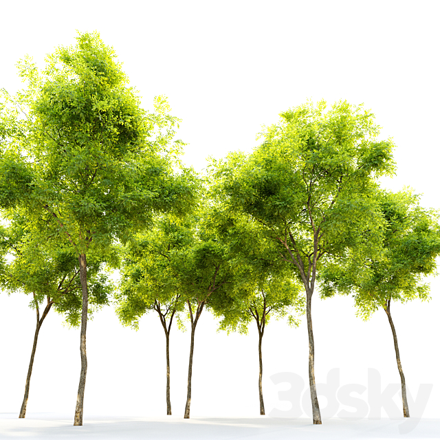 Ulmus parvifolia dynasty (Dynasty chinese elm) 3ds Max - thumbnail 3