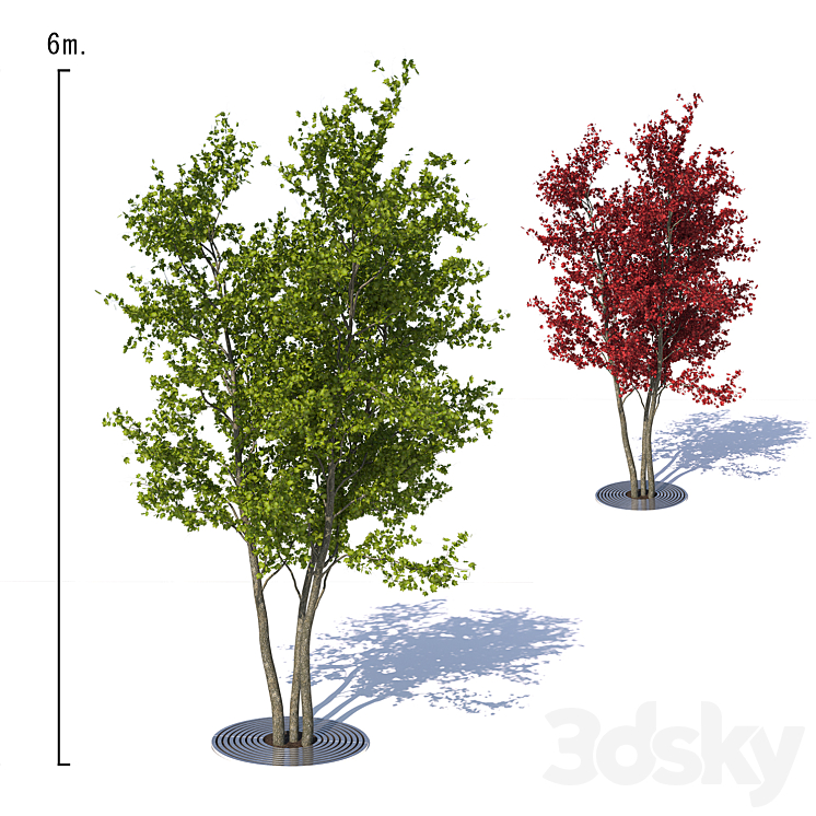 Urban Maple Tree 3DS Max Model - thumbnail 1