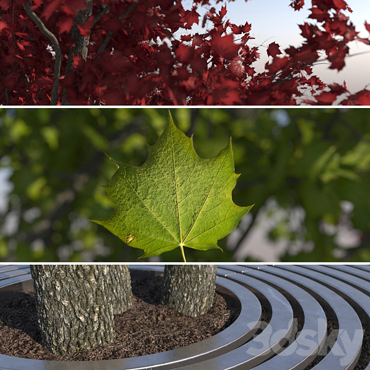 Urban Maple Tree 3DS Max Model - thumbnail 2