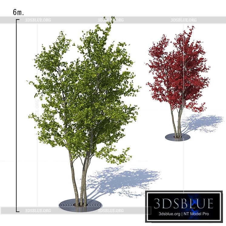 Urban Maple Tree 3DS Max - thumbnail 3