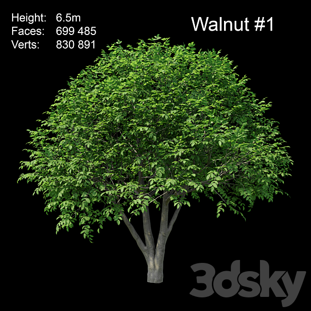 Walnut 3ds Max - thumbnail 2