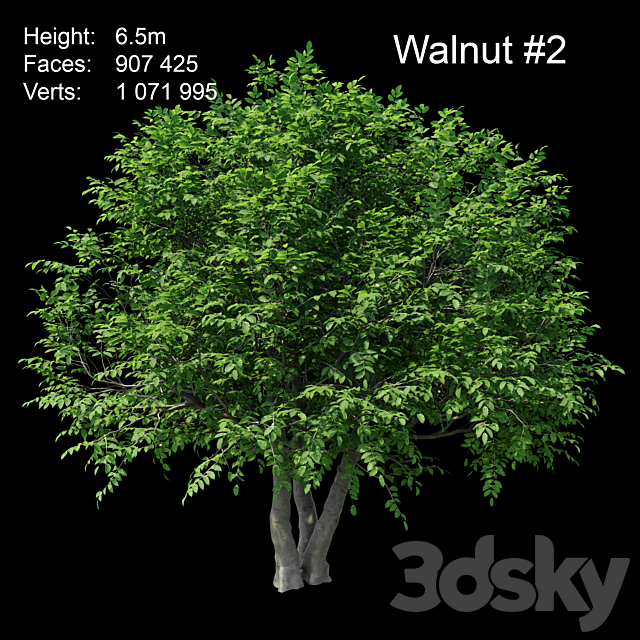 Walnut 3ds Max - thumbnail 3