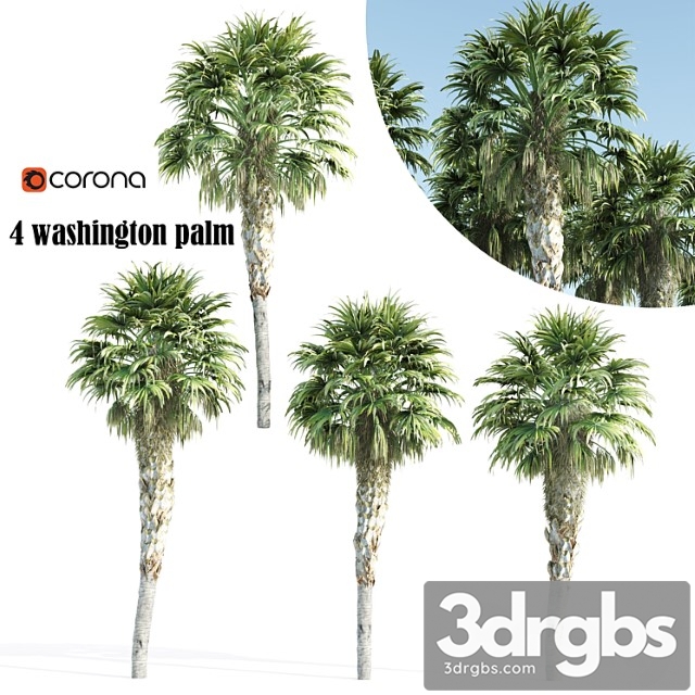 Washington palm - thumbnail 1