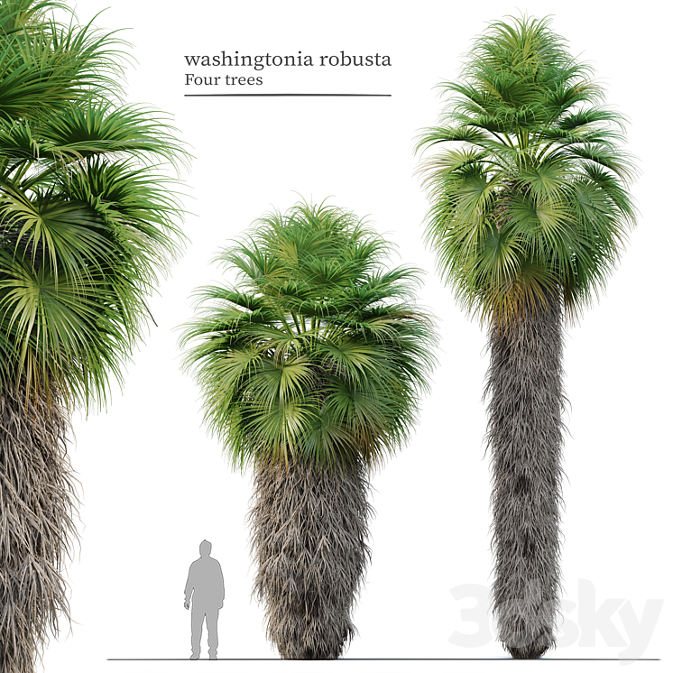 Washingtonia robusta 3DS Max Model - thumbnail 1