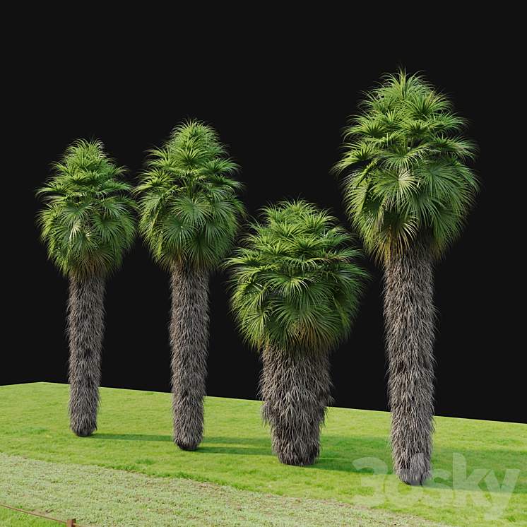 Washingtonia robusta 3DS Max Model - thumbnail 2