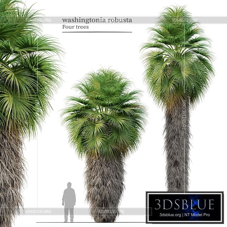 Washingtonia robusta 3DS Max - thumbnail 3