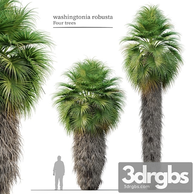 Washingtonia robusta - thumbnail 1