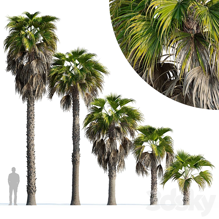 Washingtonia robusta palm (Washingtonia robusta palm) 3DS Max Model - thumbnail 3