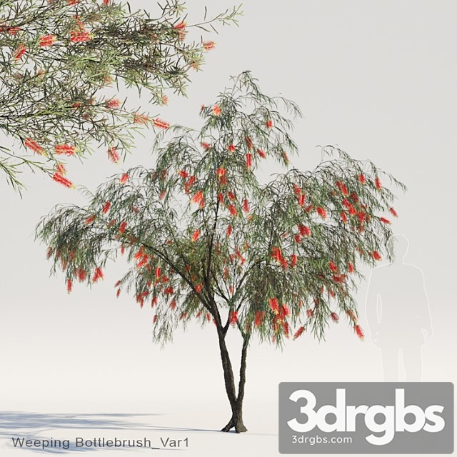 Weeping bottlebrush var1 - thumbnail 1