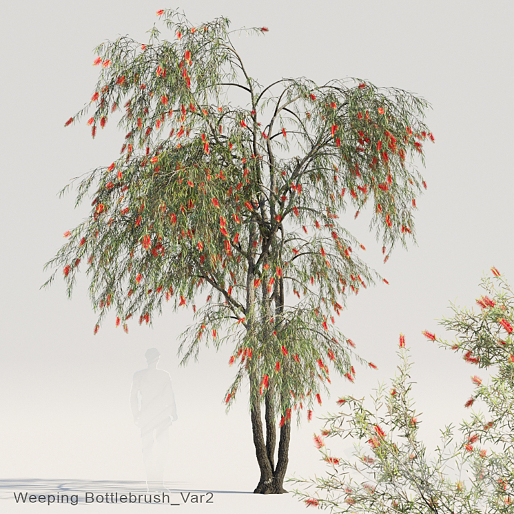 Weeping Bottlebrush Var2 3DS Max - thumbnail 1