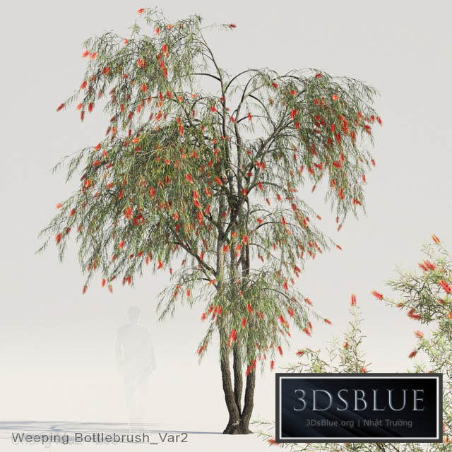 Weeping Bottlebrush Var2 3DS Max - thumbnail 3