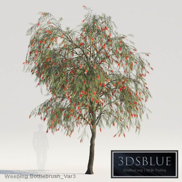 Weeping Bottlebrush Var3 3DS Max - thumbnail 3