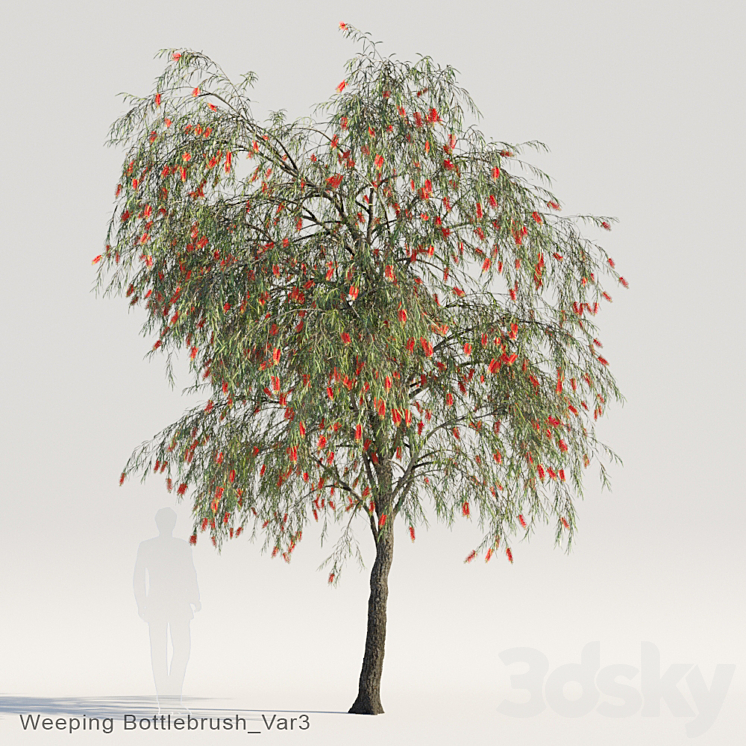 Weeping Bottlebrush Var3 3DS Max - thumbnail 1