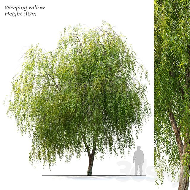 Weeping Willow 2 3ds Max - thumbnail 1