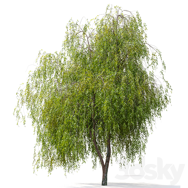 Weeping Willow 2 3ds Max - thumbnail 2