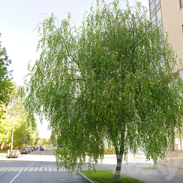 Weeping Willow 2 3ds Max - thumbnail 3