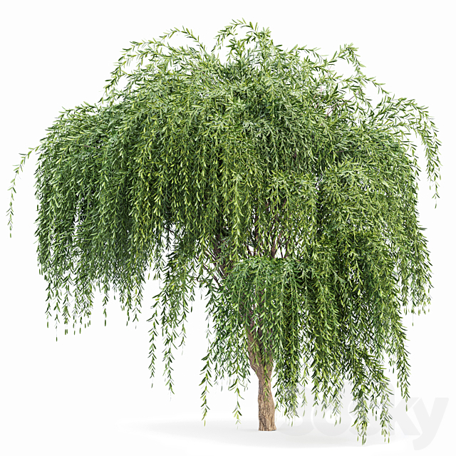 Weeping willow 2trees 3DS Max Model - thumbnail 3