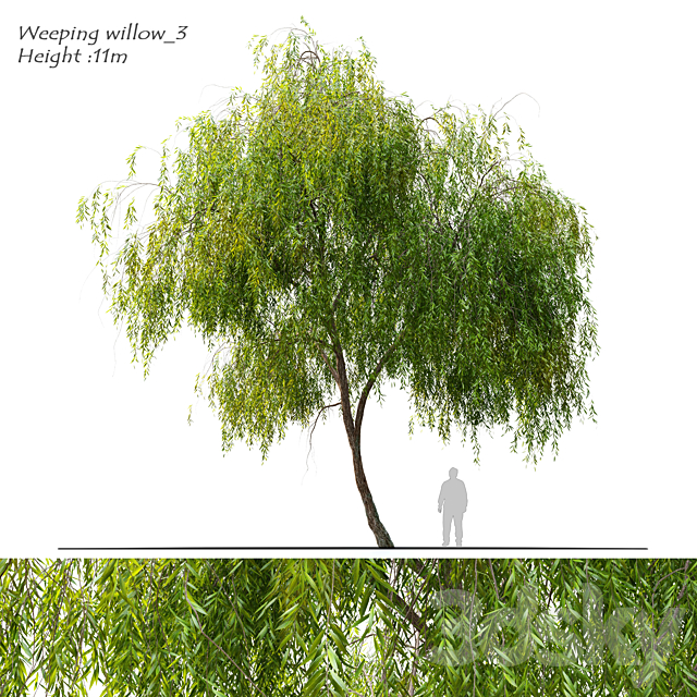 Weeping willow 3 3ds Max - thumbnail 1