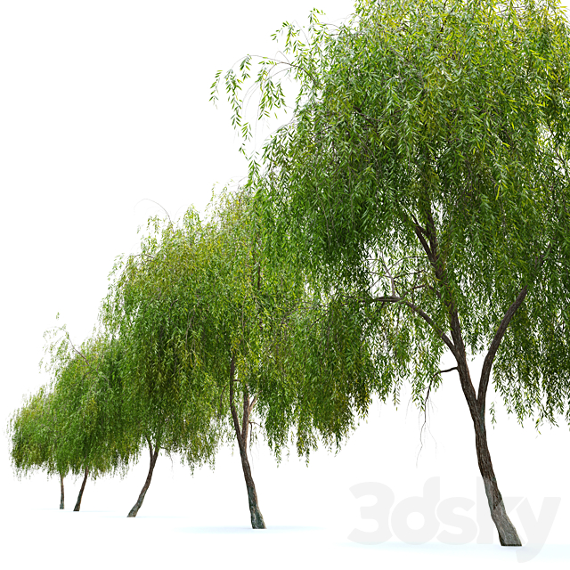 Weeping willow 3 3ds Max - thumbnail 3