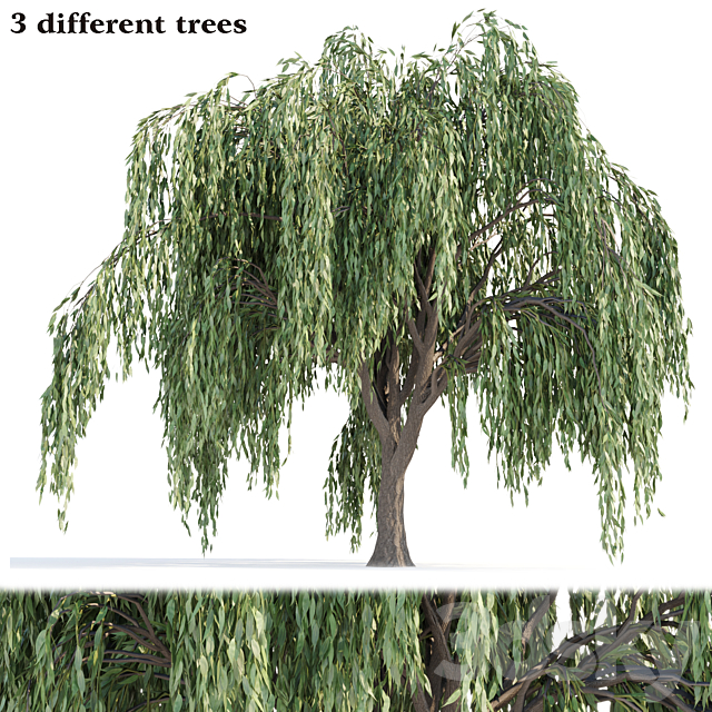 Weeping willow trees collection vol 115 3ds Max - thumbnail 1